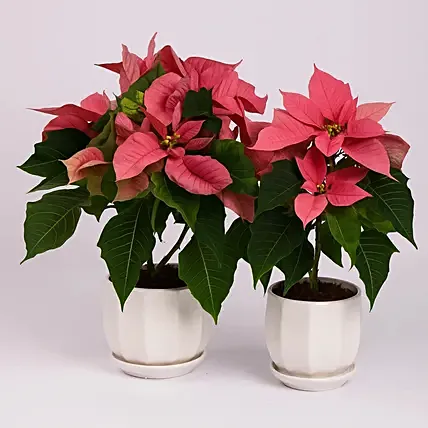 Pink Poinsettia Pink 2 Set: Poinsettia Plants 