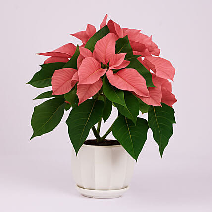 Poinsettia Plant Pink: Plants 