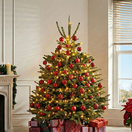 Royal Frost Fresh Christmas Tree 4 To 5 Feet: Fresh Christmas Trees