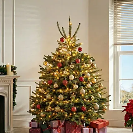 Royal Radiance Fresh Christmas Tree 4 To 5 Feet: Christmas Trees