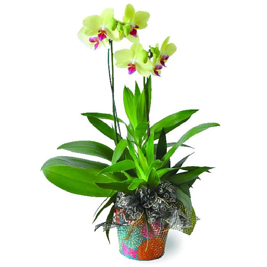 Niloofar Live Phalaenopsis Orchid