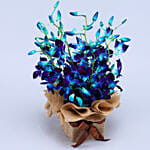 Gorgeous Orchids Arrangement