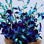 Gorgeous Orchids Arrangement