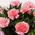 Perfect 6 Pink Carnations Bouquet