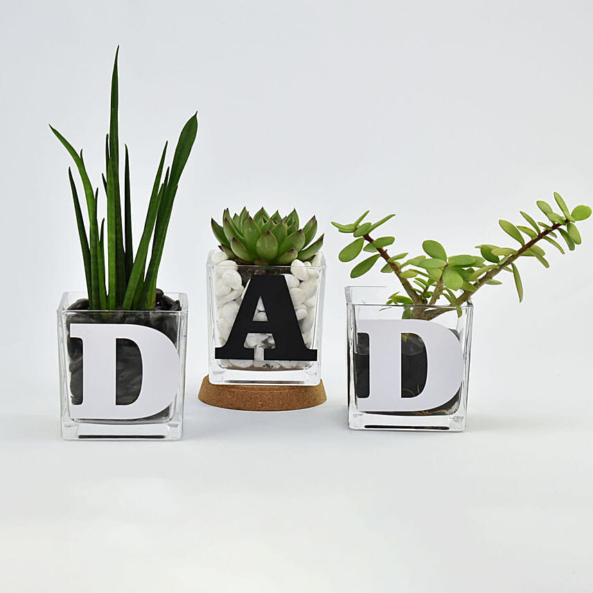 Trio of Plants for DAD: Fathers Day Gifts to Oman