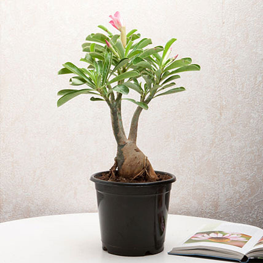 Adenium Desert Rose PH