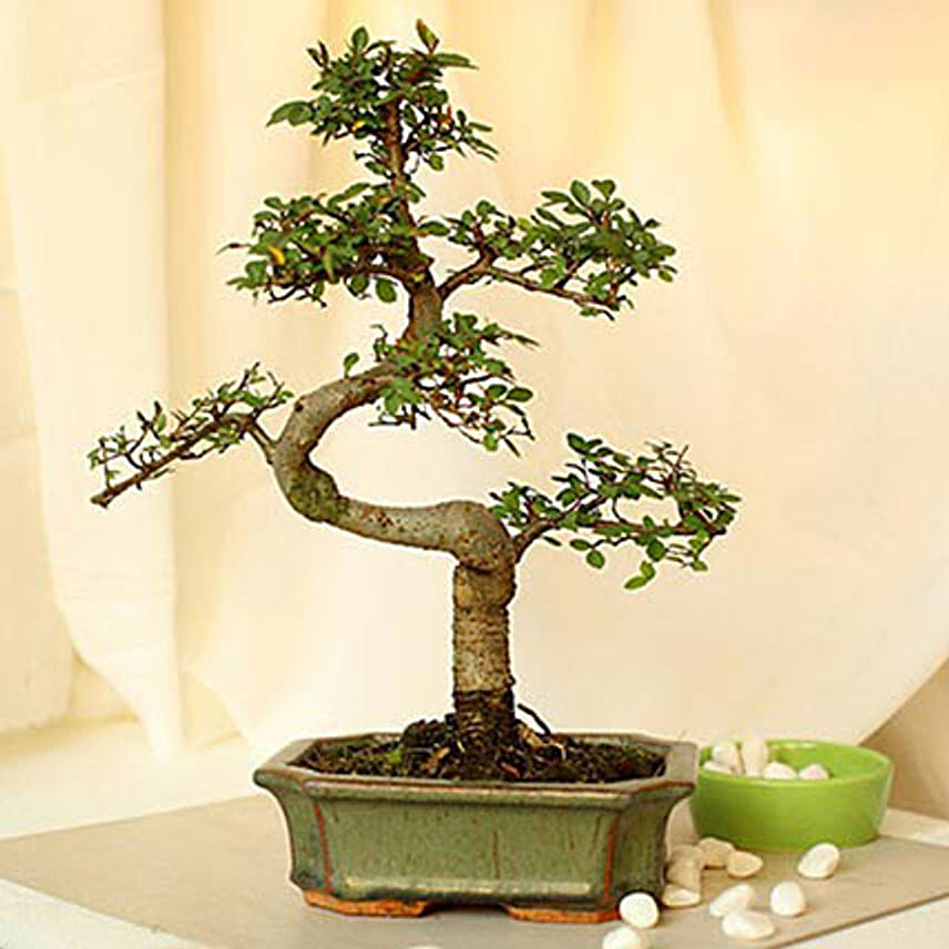 Elm Bonsai PH