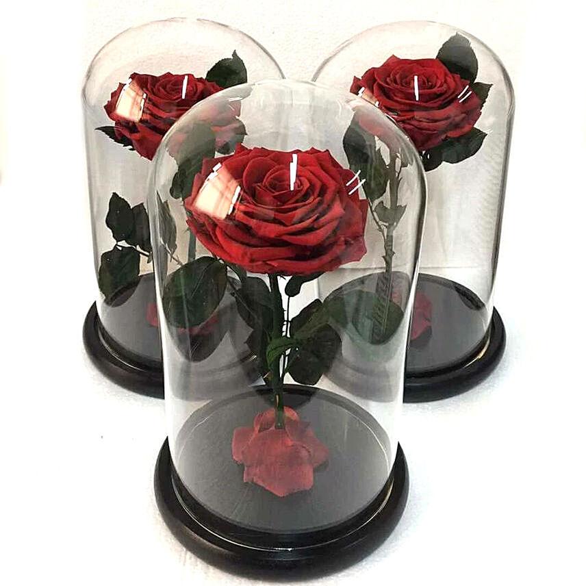 Preserved Roses in a Dome