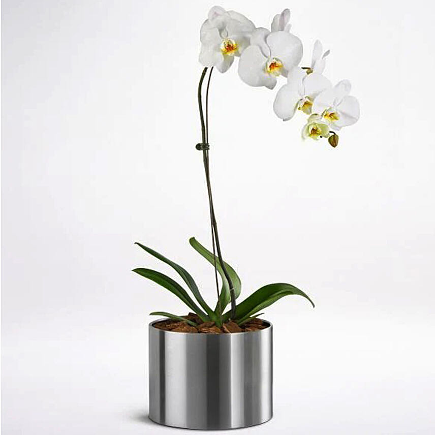 White Potted Phalaenopsis