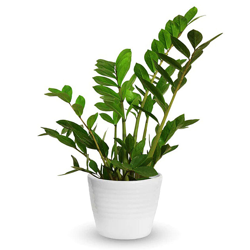 Zamia Potted Plant