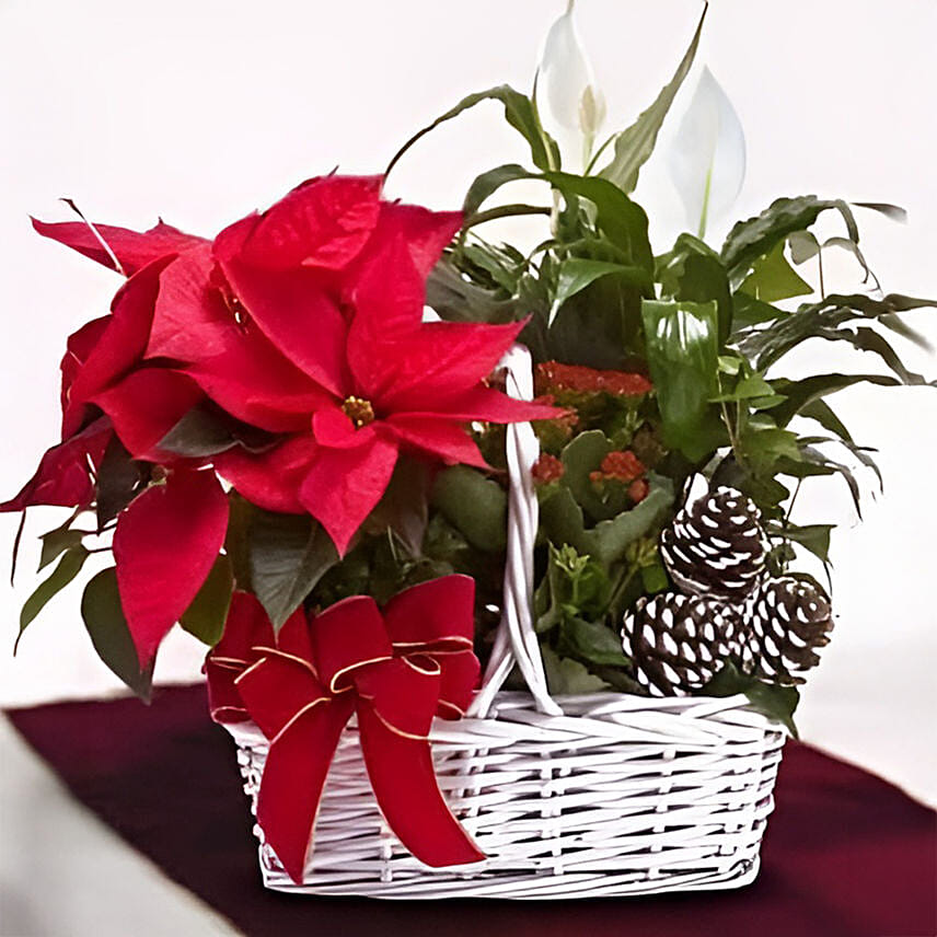 Peace Lily And Poinsettia Plant