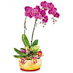 Prosperity Orchids PH