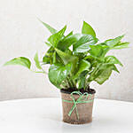 Money Plant PH