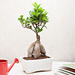 Ficus Bonsai PH