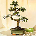 Elm Bonsai PH