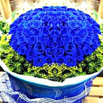 2 dz Ecuadorian Blue Roses