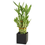 Lucky Bamboo PH