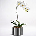 White Potted Phalaenopsis