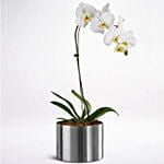 White Potted Phalaenopsis