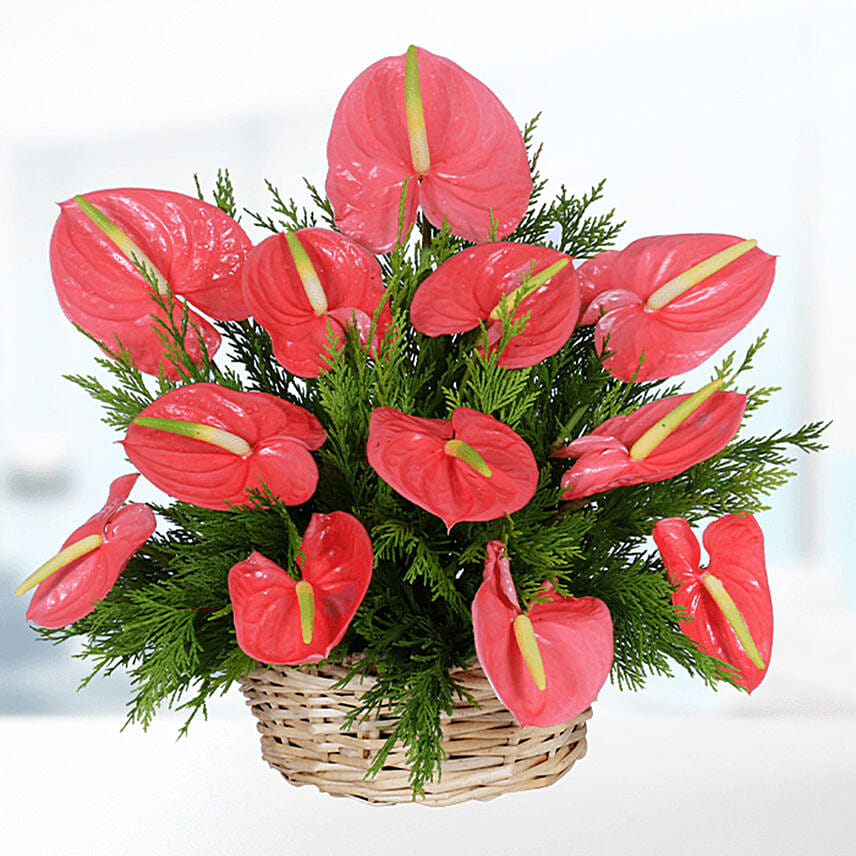 Tropical Anthurium Basket