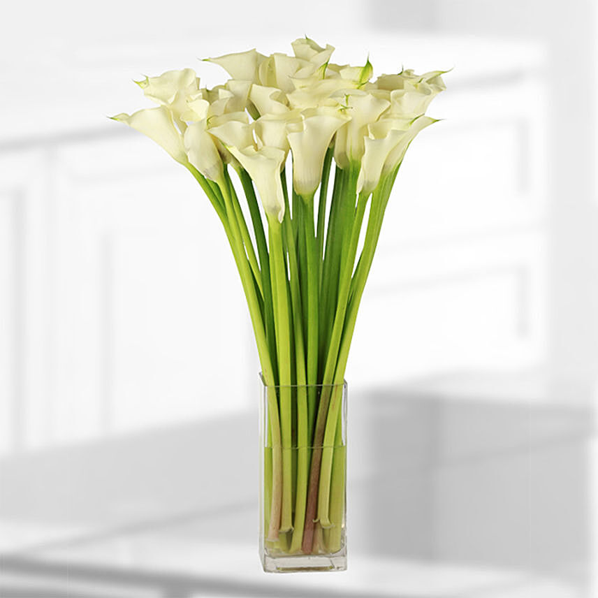 20 Stems White Calla Lilies Vase