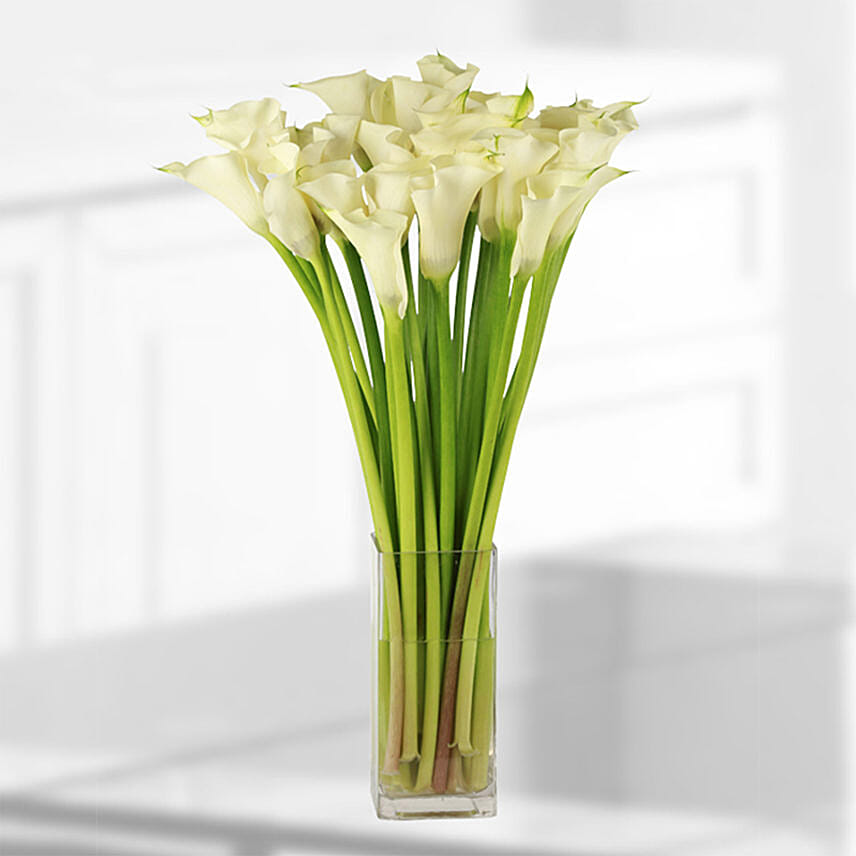 25 Stems White Calla Lilies Vase