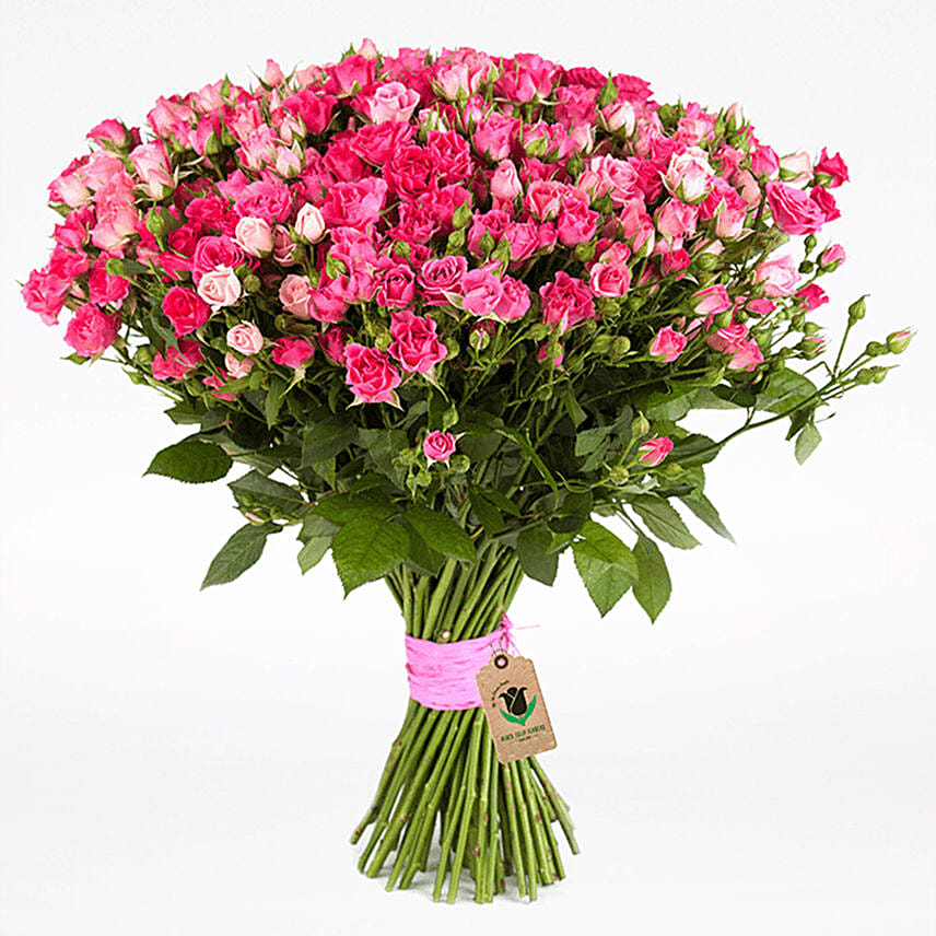 100 Stems Dark Pink Spray Roses Bunch