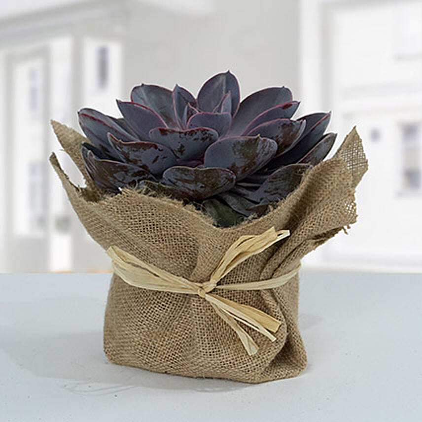 Purple Echeveria Jute Wrapped Plant