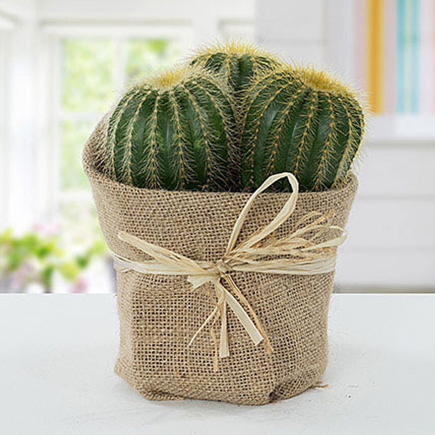 Echinocactus Grusonii Jute Wrapped Pot