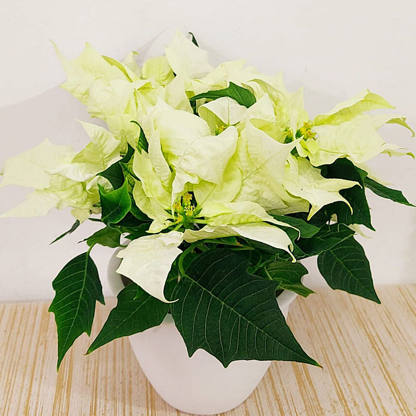 Poinsettia Plant In White Pot