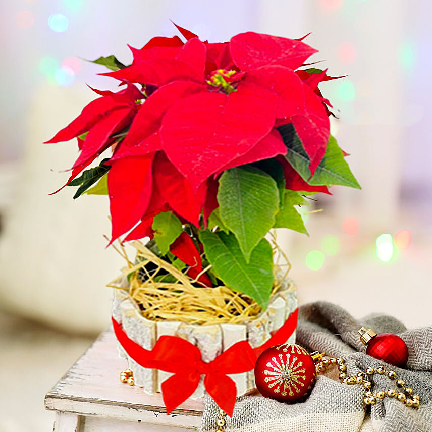 Bright Red Poinsettia Plant In Wooden Pot