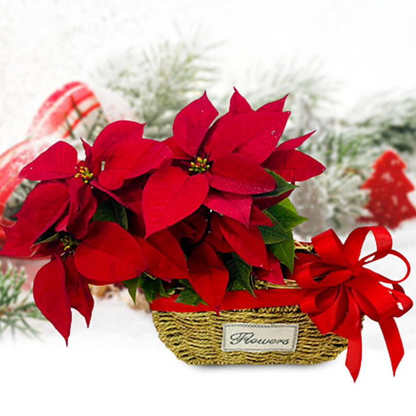 Festive Poinsettia Plants Basket