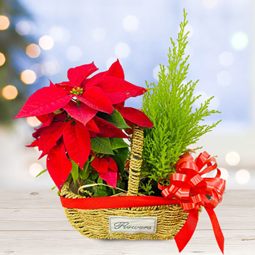 Lush Red Poinsettia & Cupressus Plants Basket