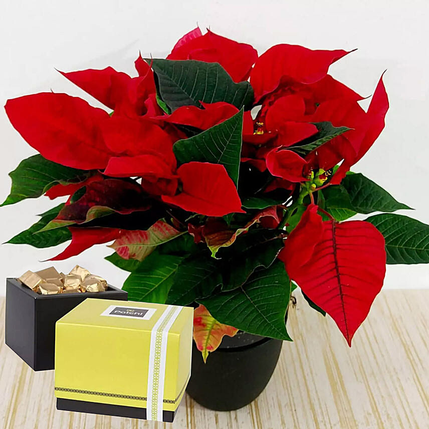 Red Poinsettia Plant & Patchi Chocolates