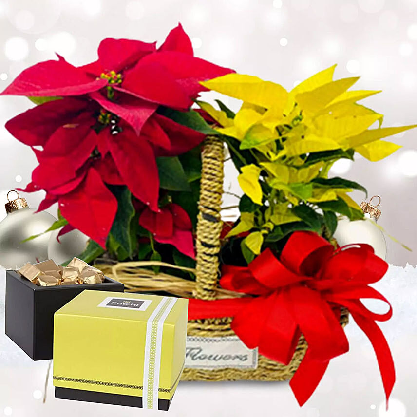 Red & Yellow Poinsettia Plant Combo