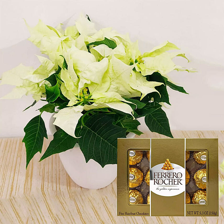 White Poinsettia Plant & Ferrero Rocher Chocolates