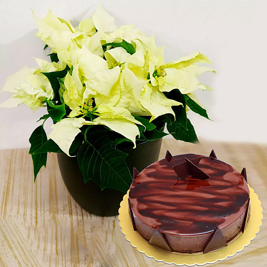 White Poinsettia Plant With Chocolate Cake