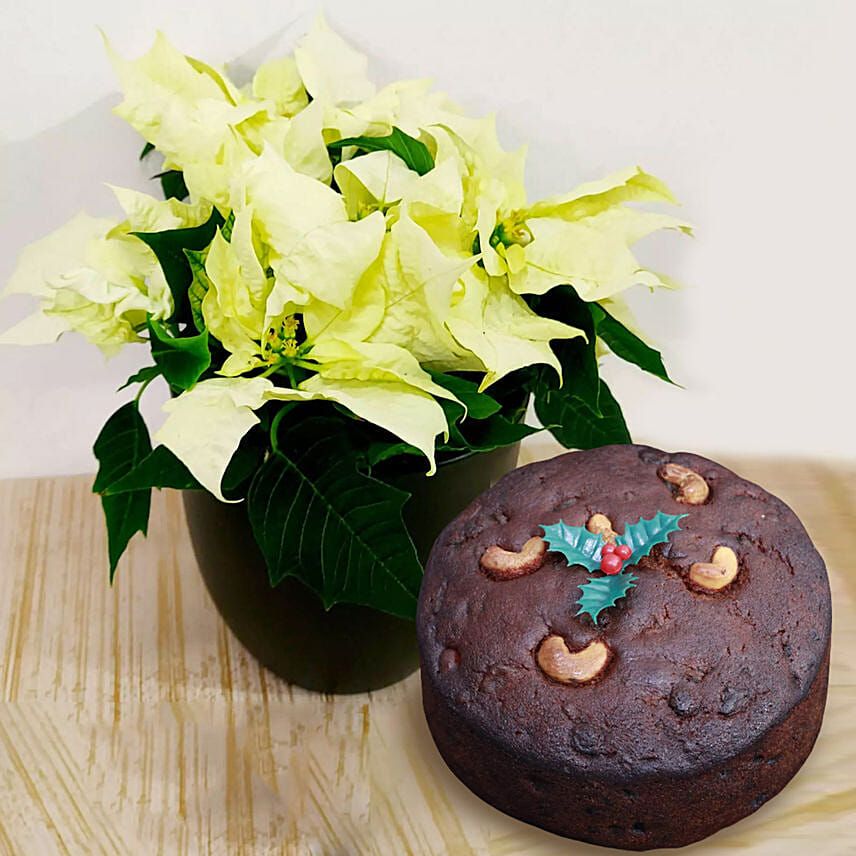 White Poinsettia Plant With Plum Cake