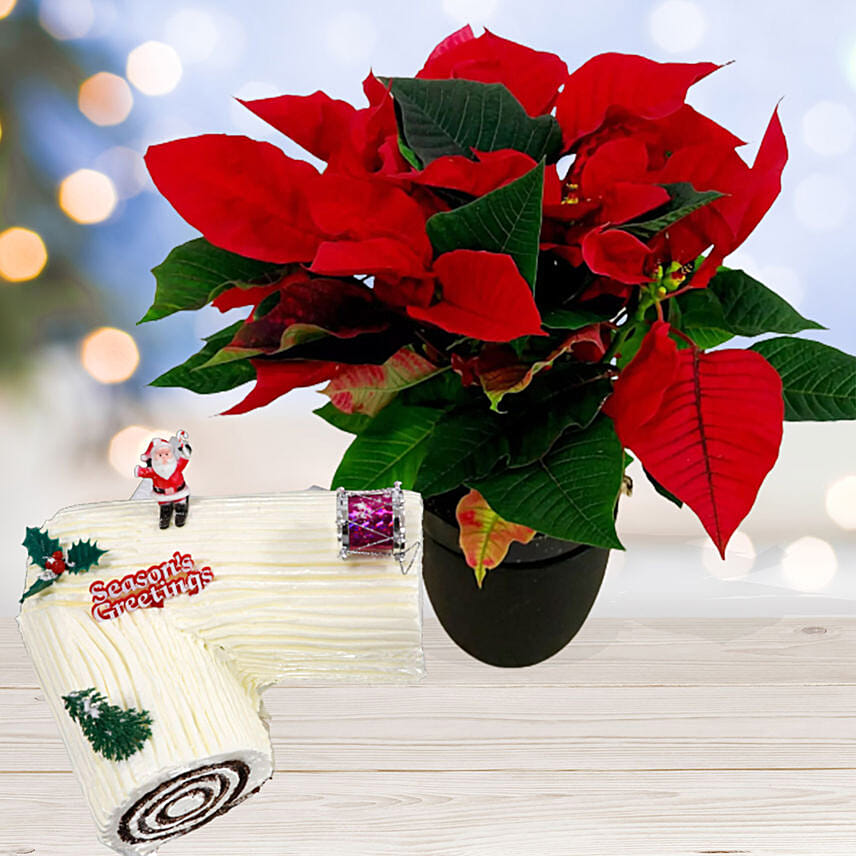 Red Poinsettia Plant with Vanilla Cake