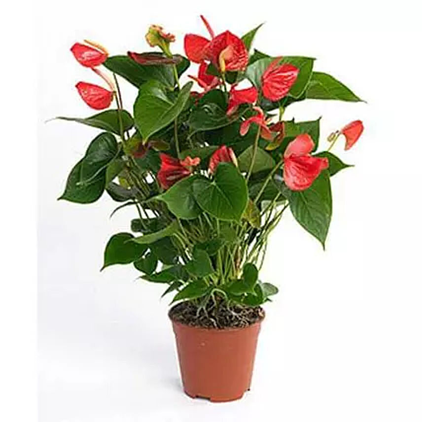 Beautiful Red Anthurium Plant