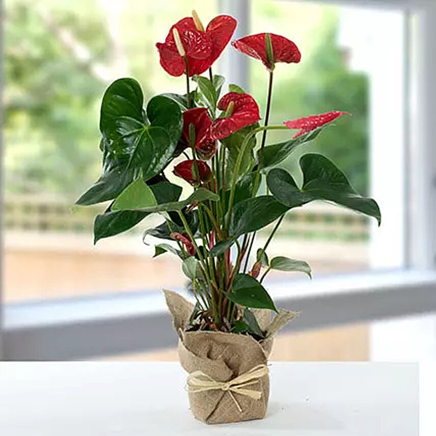 Red Anthurium In Jute Wrapped Potted Plant