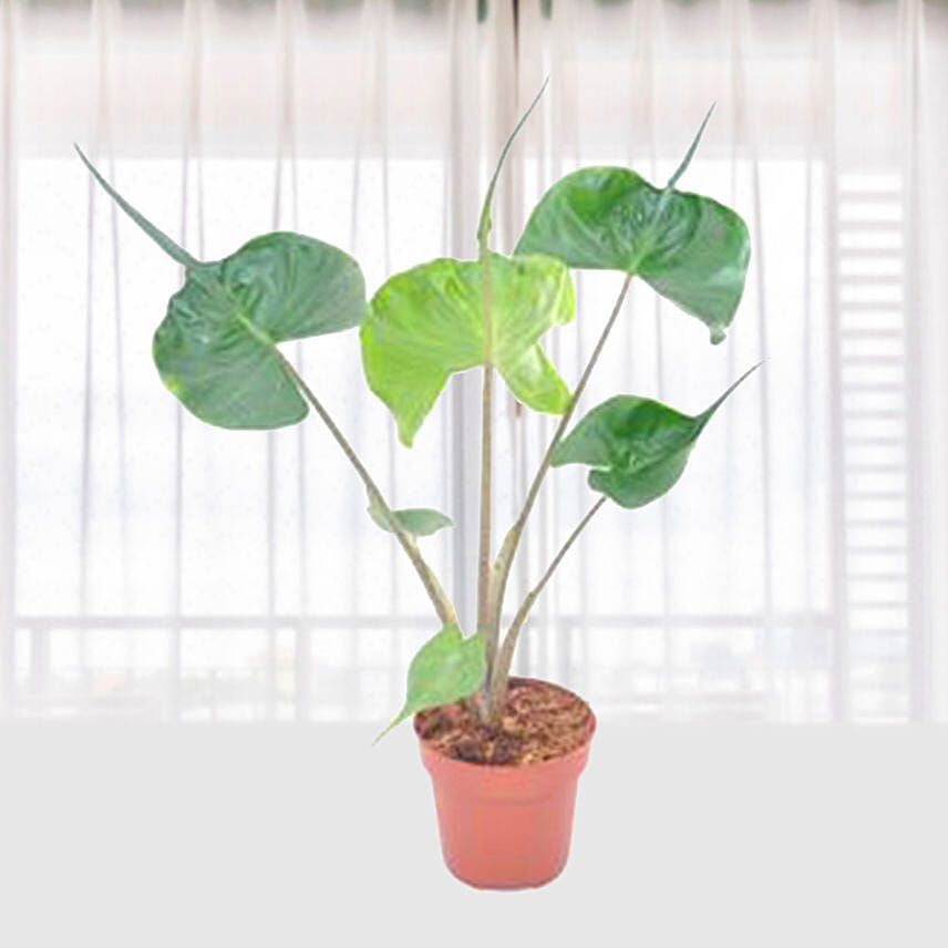 Alocasia Macrorrhizos Stingray