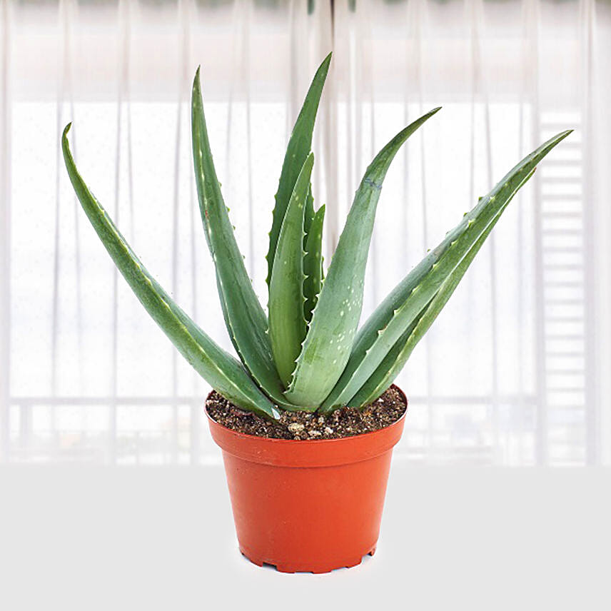 Aloe Vera