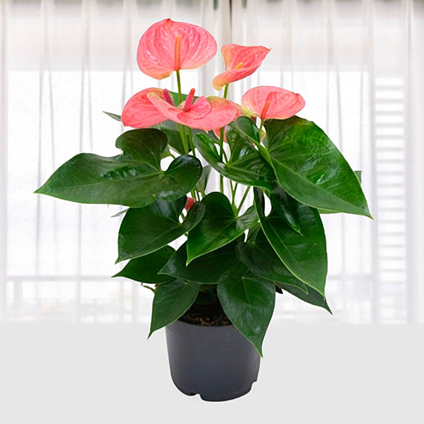 Anthurium Pink