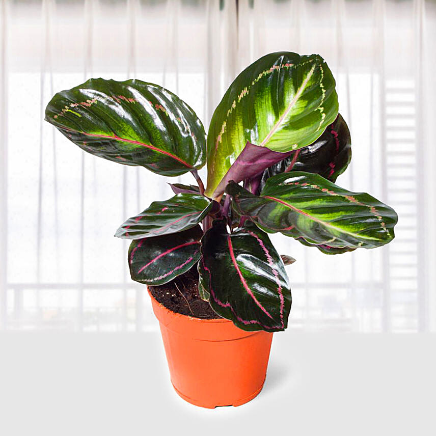 Calathea Roseopicta Cora