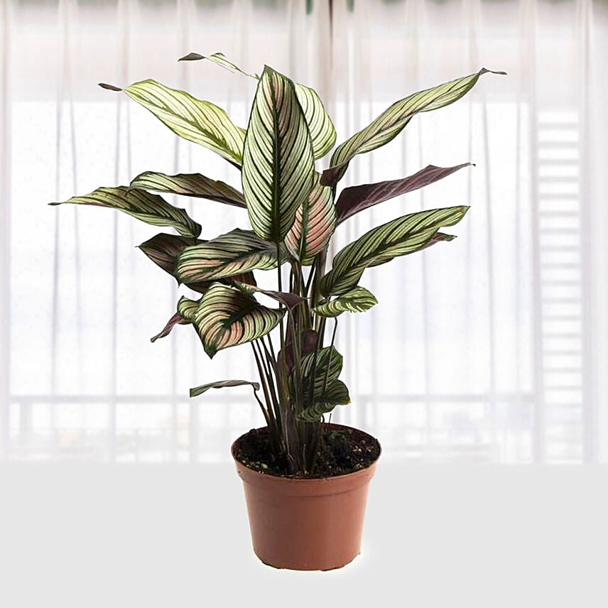 Calathea White Star