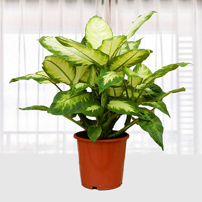 Dieffenbachia Camilla