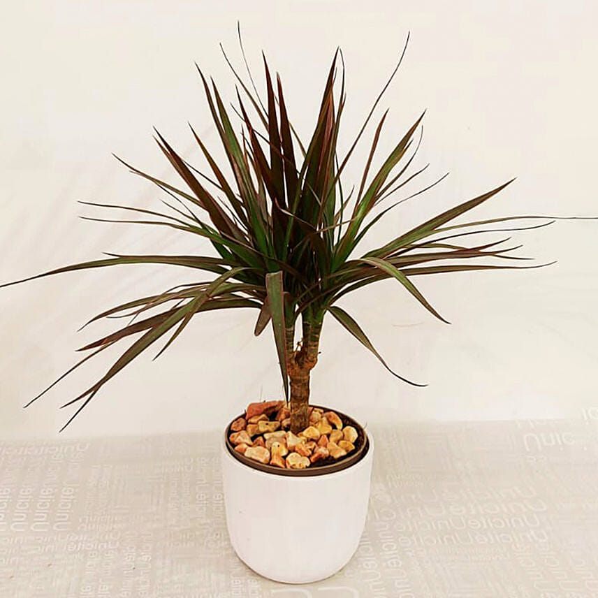 Dracaena Marginata Small