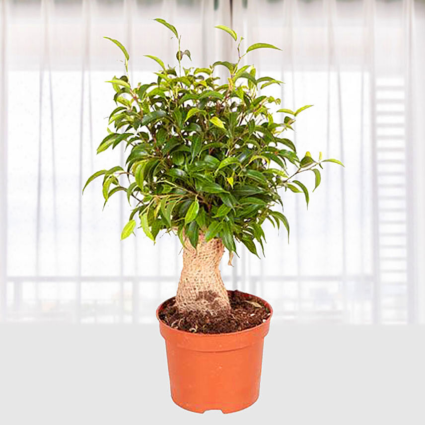 Ficus Benji Natasja