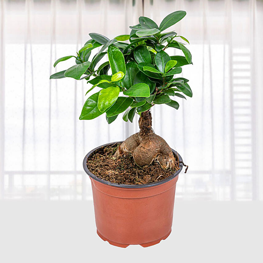 Ficus Ginseng